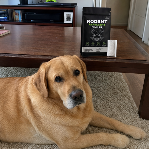 Customer photo labrador